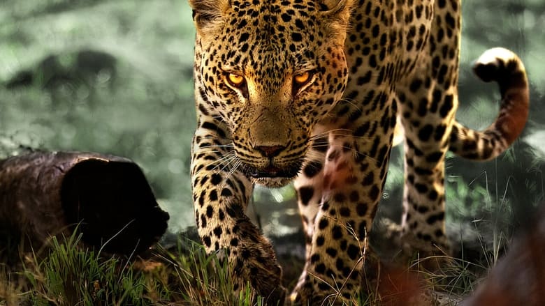 Жизнь леопардов
